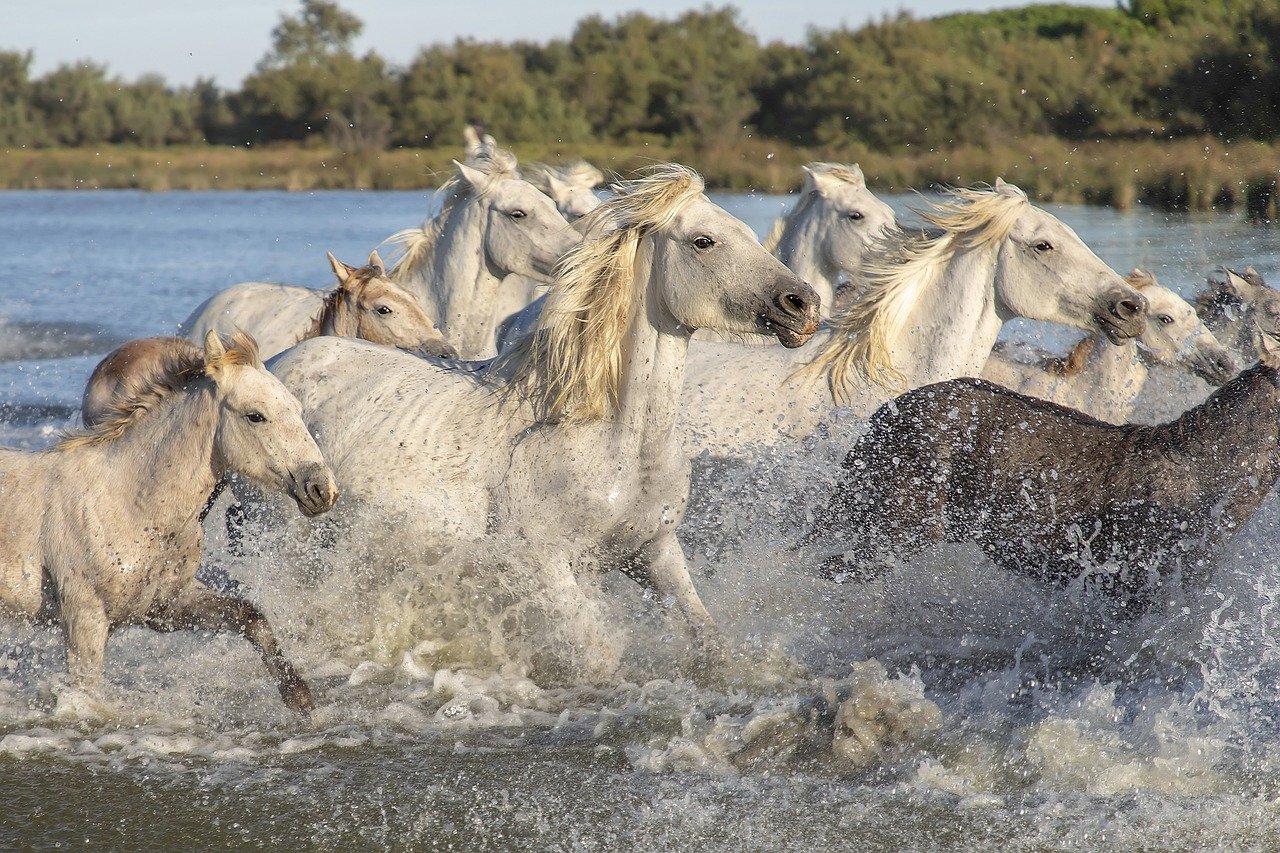 Tourisme en Camargue